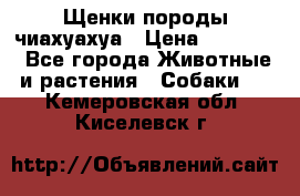Щенки породы чиахуахуа › Цена ­ 12 000 - Все города Животные и растения » Собаки   . Кемеровская обл.,Киселевск г.